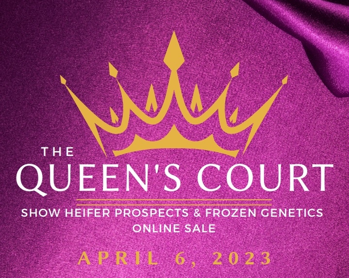 The Queen's Court - Show Heifer & Frozen Genetics Online Sale