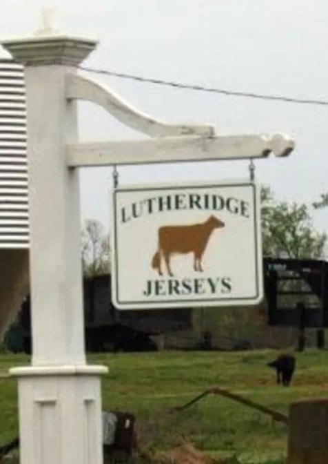 Lutheridge Jerseys Herd Reduction Online Sale