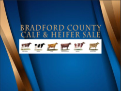 Bradford County Calf & Heifer Sale