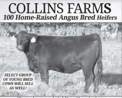 Collins Farms 100 Head Home Raised Heifer Sale