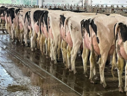 Vente 100% Lait Chez Crackholm