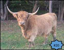 Buckeye Highland Cattle Sale