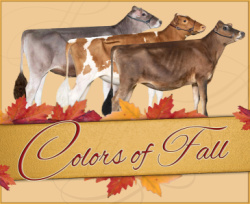 Colors of Fall Sale Online Sale