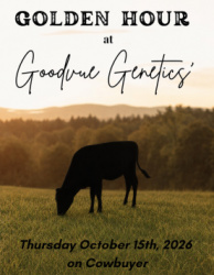 Golden Hour at Goodvue Genetics
